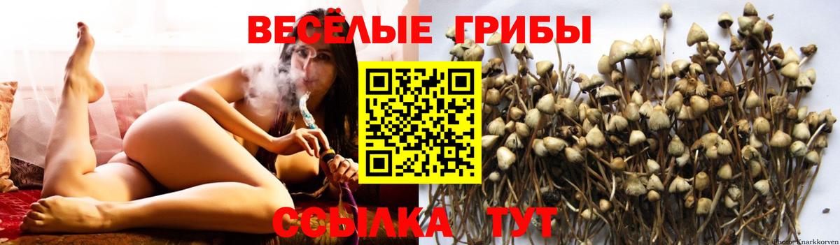 Псилоцибиновые грибы Cubensis Гудермес
